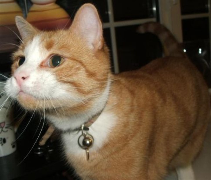 Picture of a cat / kitten / feline