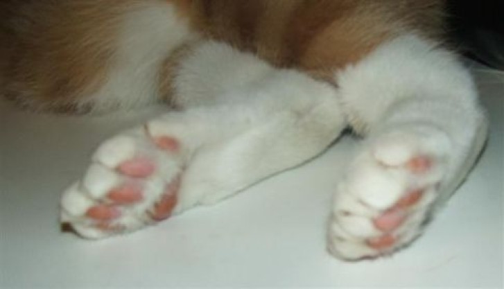 Picture of a cat / kitten / feline