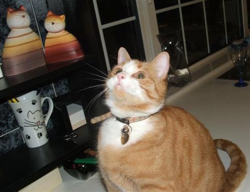 Picture of a cat / kitten / feline