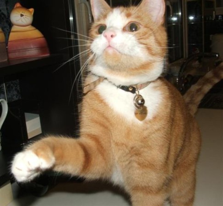 Picture of a cat / kitten / feline