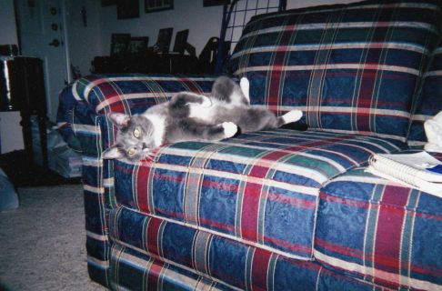 Picture of a cat / kitten / feline