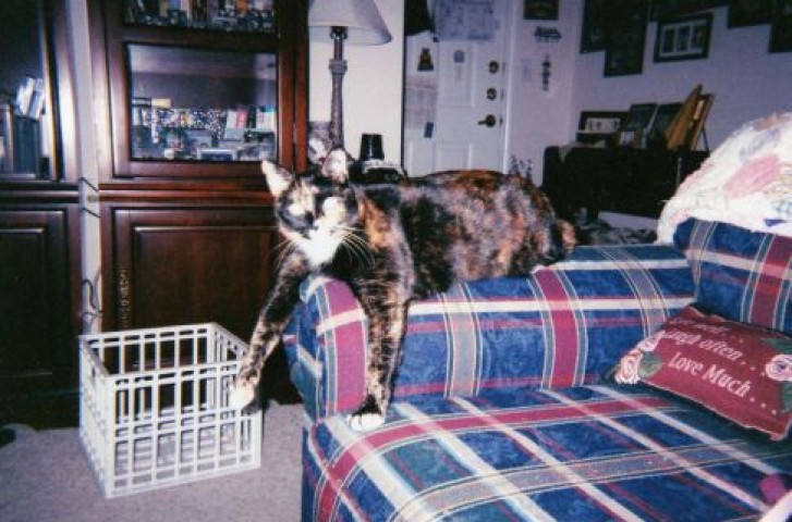 Picture of a cat / kitten / feline