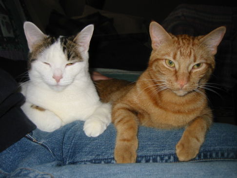 Picture of a cat / kitten / feline