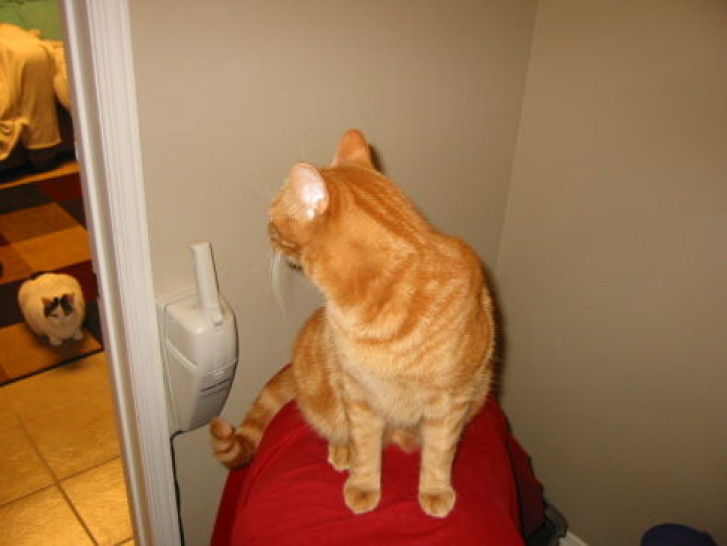 Picture of a cat / kitten / feline