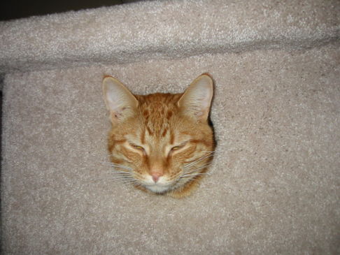 Picture of a cat / kitten / feline