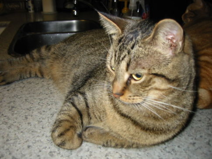 Picture of a cat / kitten / feline