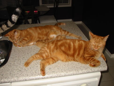 Picture of a cat / kitten / feline