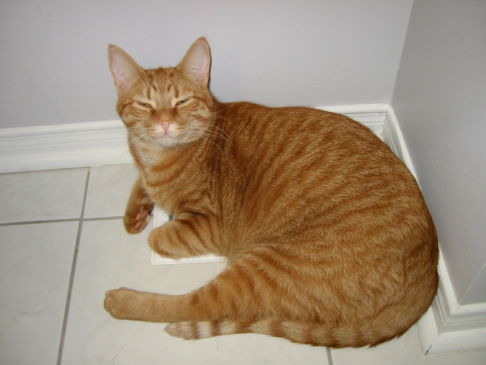 Picture of a cat / kitten / feline