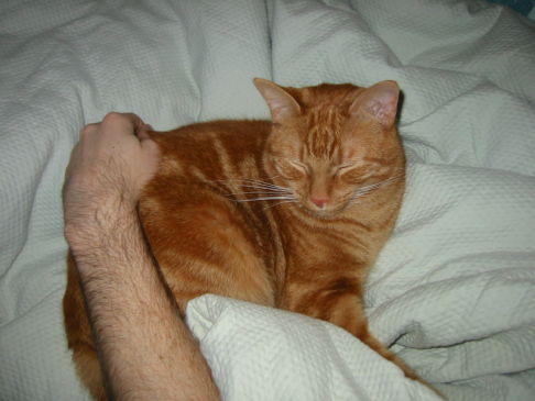 Picture of a cat / kitten / feline