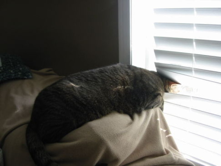 Picture of a cat / kitten / feline