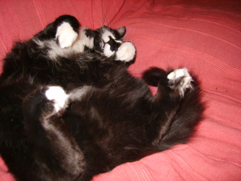 Picture of a cat / kitten / feline