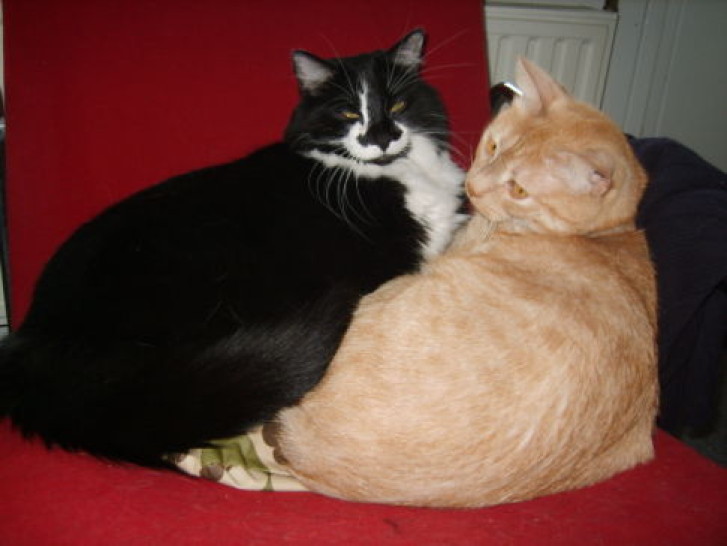 Picture of a cat / kitten / feline