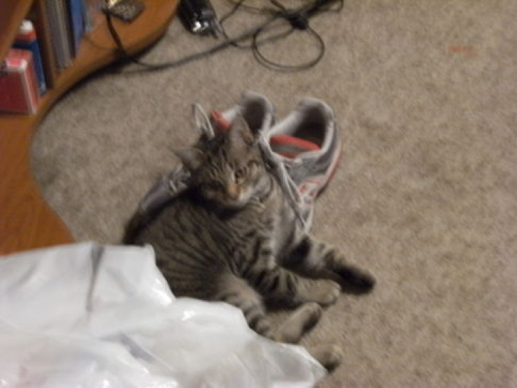 Picture of a cat / kitten / feline