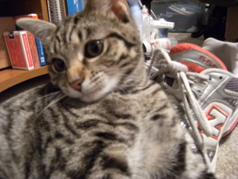 Picture of a cat / kitten / feline