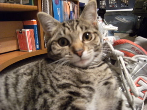 Picture of a cat / kitten / feline