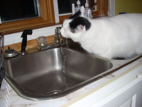 Picture of a cat / kitten / feline