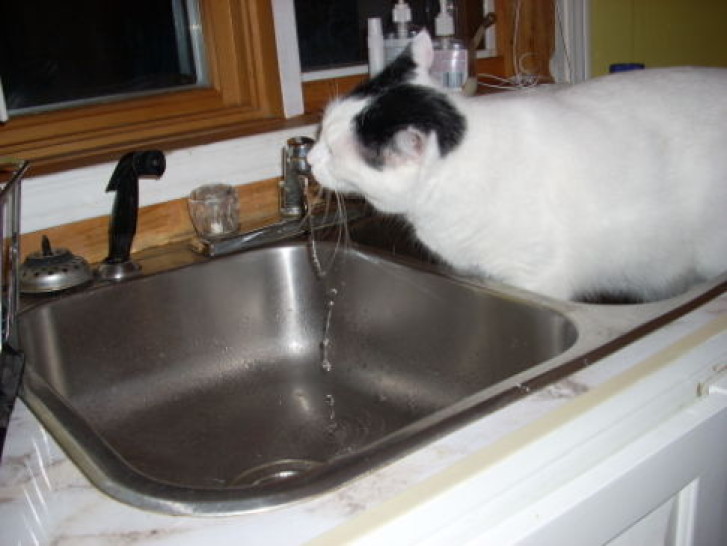 Picture of a cat / kitten / feline