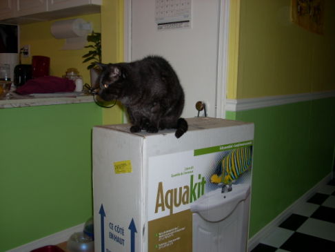 Picture of a cat / kitten / feline