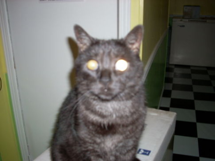 Picture of a cat / kitten / feline