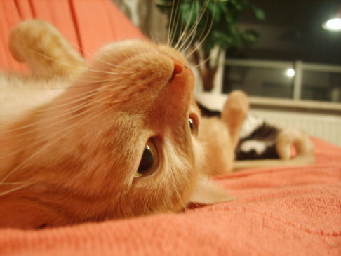 Picture of a cat / kitten / feline