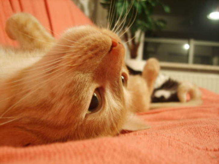 Picture of a cat / kitten / feline