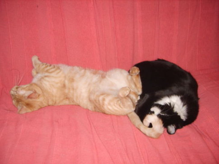 Picture of a cat / kitten / feline