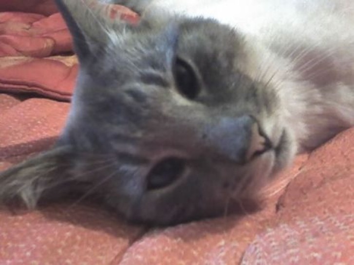 Picture of a cat / kitten / feline