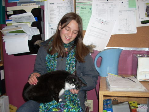 Picture of a cat / kitten / feline