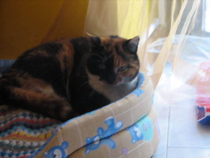 Picture of a cat / kitten / feline