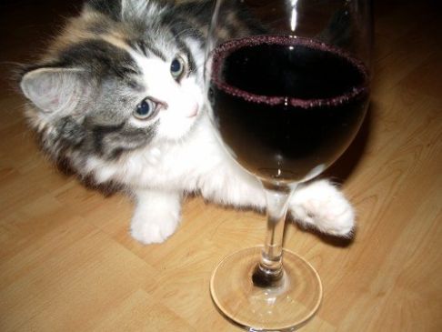 Picture of a cat / kitten / feline