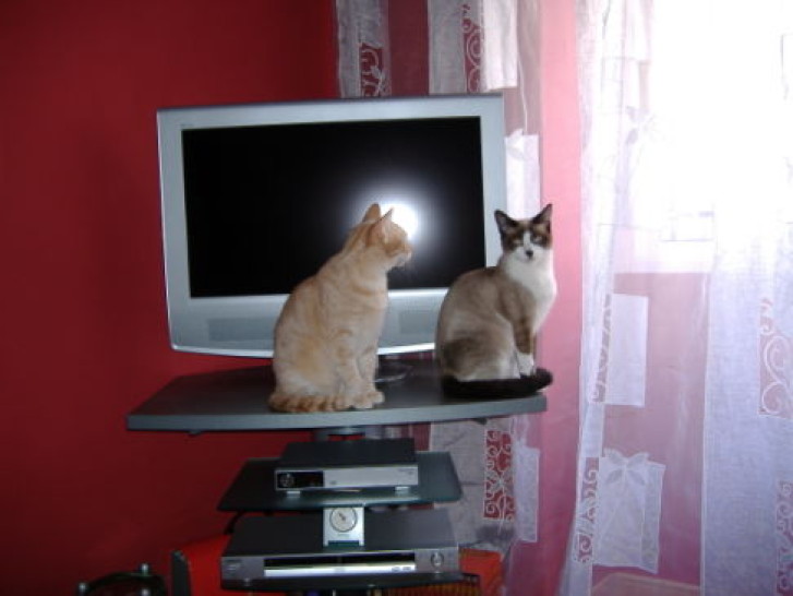 Picture of a cat / kitten / feline