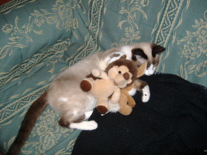 Picture of a cat / kitten / feline