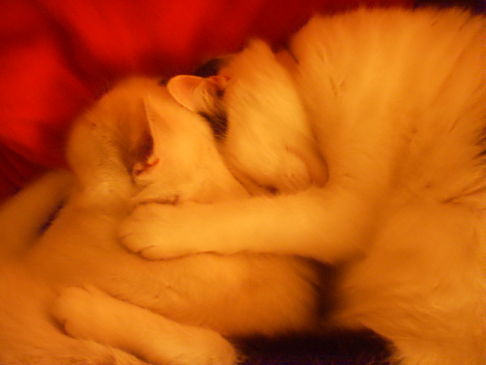 Picture of a cat / kitten / feline