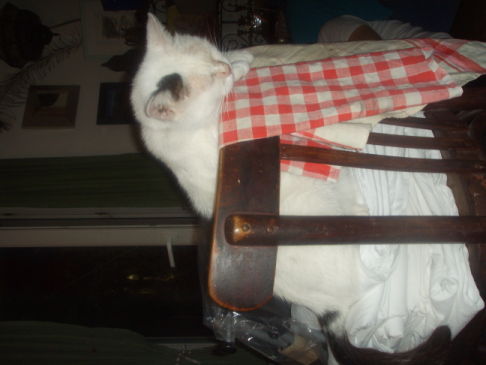 Picture of a cat / kitten / feline