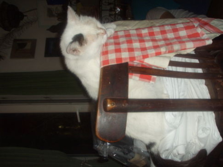 Picture of a cat / kitten / feline