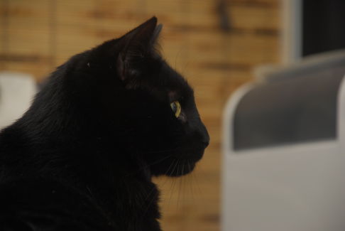 Picture of a cat / kitten / feline