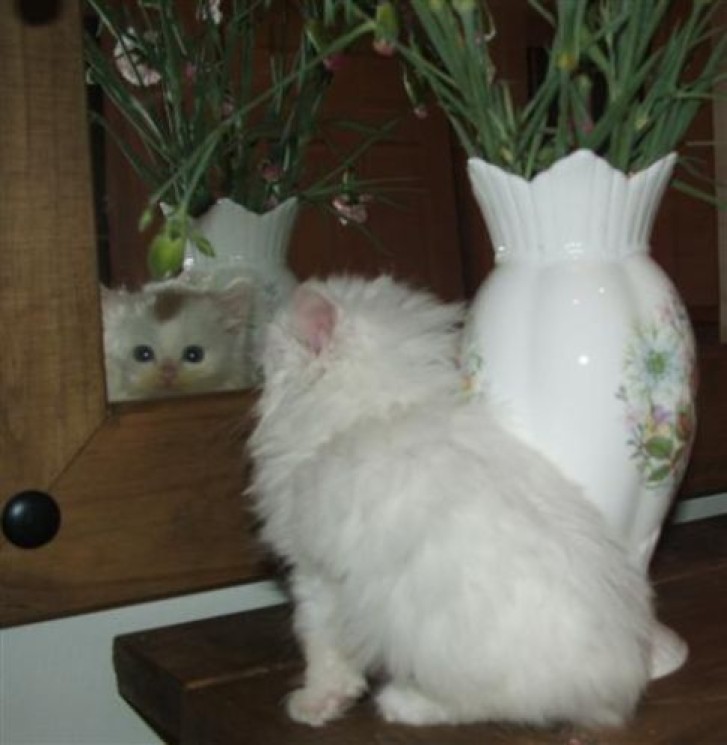 Picture of a cat / kitten / feline