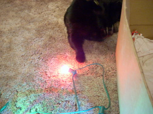 Picture of a cat / kitten / feline