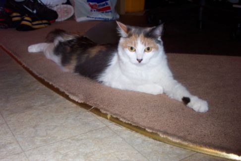 Picture of a cat / kitten / feline