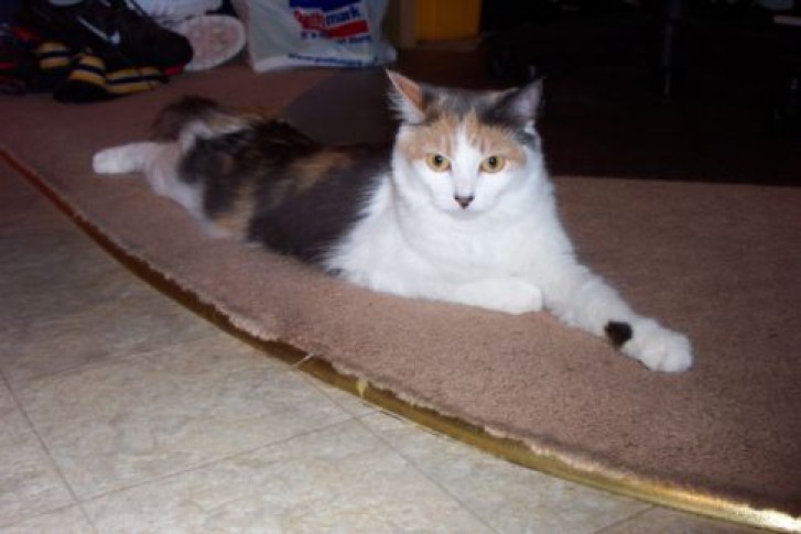 Picture of a cat / kitten / feline