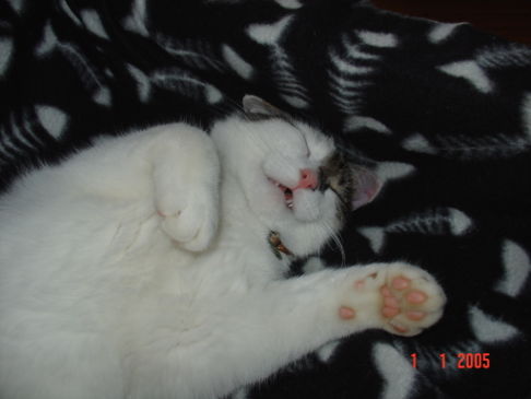 Picture of a cat / kitten / feline