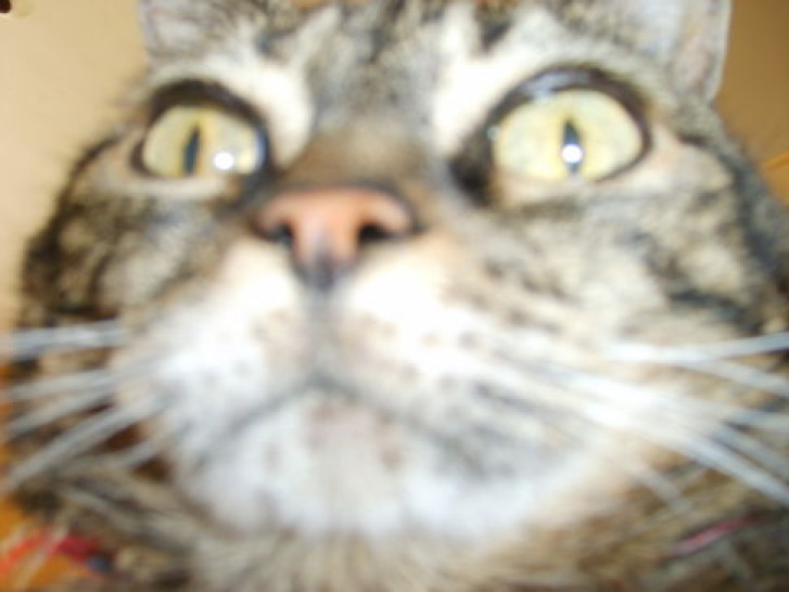 Picture of a cat / kitten / feline