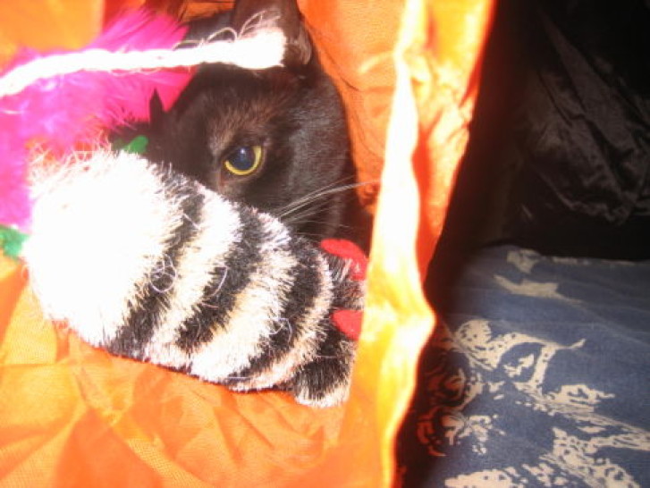 Picture of a cat / kitten / feline