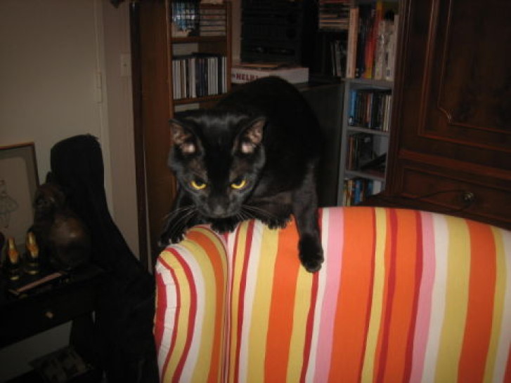 Picture of a cat / kitten / feline