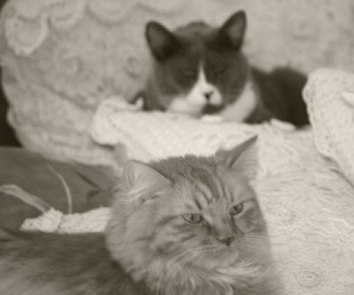 Picture of a cat / kitten / feline