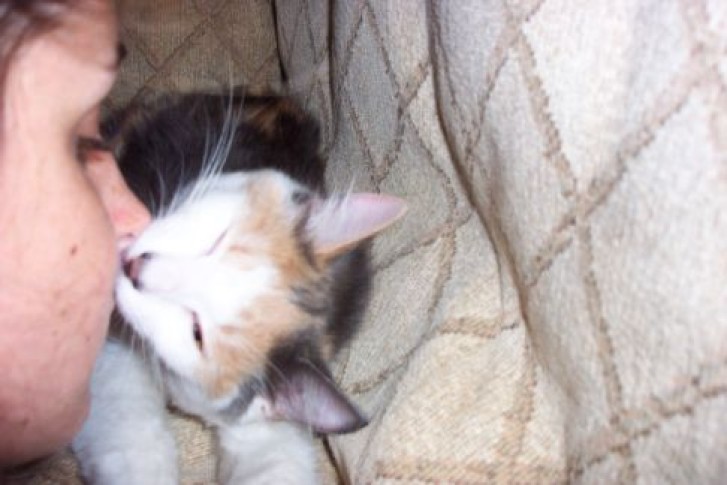 Picture of a cat / kitten / feline