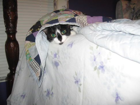 Picture of a cat / kitten / feline