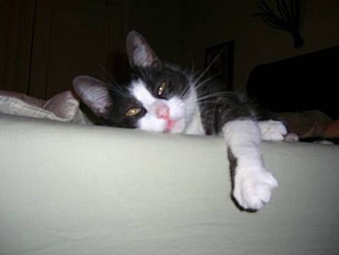 Picture of a cat / kitten / feline