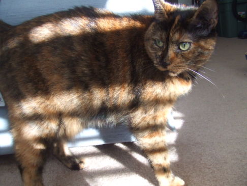 Picture of a cat / kitten / feline