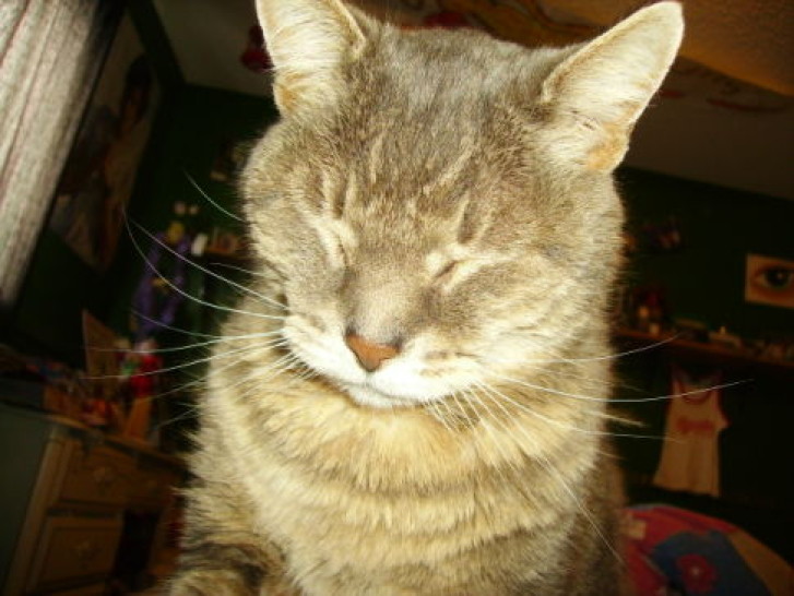 Picture of a cat / kitten / feline